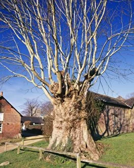 Images Dated 11th October 2004: Ancient Pollard Sycamore Tree Tolpuddle Martyr's Tree Puddletown Dorset, UK