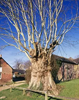 Ancient Prints: Ancient Pollard Sycamore Tree Tolpuddle Martyr's Tree Puddletown Dorset, UK