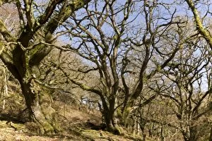 Images Dated 10th March 2012: Ancient Sessile Oak pollards