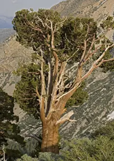 Sierra Prints: Ancient Sierra (or Western) Juniper Tree - at high altitude Yosemite National Park, USA