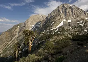 Sierra Prints: Ancient Sierra (or Western) Juniper Trees - at high altitude Yosemite National Park