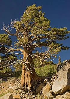 Images Dated 9th July 2005: Ancient Sierra / Western Juniper - at about 10, 000 ft in the Sierra Nevada