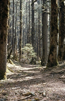 Images Dated 1st February 2007: Ancient Silver Fir Forest Nepal