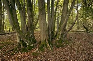 Images Dated 25th September 2011: Ancient Small-leaved Lime coppice in Langley Wood
