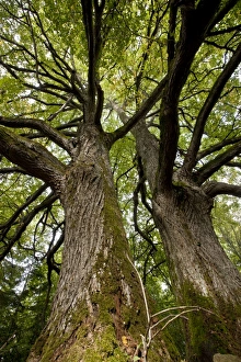 Images Dated 16th September 2011: Ancient Small-leaved limes - on Kesse Island - Estonia