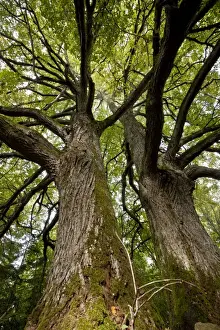 Lime Prints: Ancient Small-leaved limes - on Kesse Island - Estonia