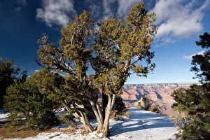 National Park Prints: Ancient Utah Juniper in Grand Canyon National Park in winter