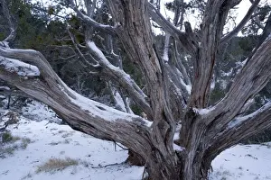 Ancient Utah Juniper in Grand Canyon National Park in winter