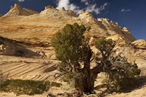 Ancient Utah Juniper (Juniperus osteosperma) with lovely sandstone cliffs beyond in an area known as The Wave