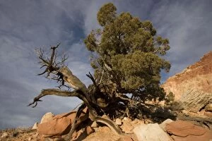 Images Dated 21st November 2006: Ancient Utah Juniper tree in Capitol Reef National Park