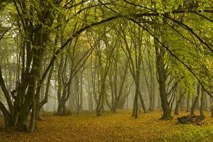 Images Dated 10th October 2008: Ancient wood pasture with old oaks and beeches in the mist, autumn
