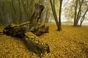 Leaf Litter Gallery: Ancient wood pasture with old oaks and beeches in the mist, autumn