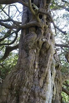 Images Dated 28th June 2010: Ancient Yew Tree - predates the cristian church yard site and cliamed to be many thousands of