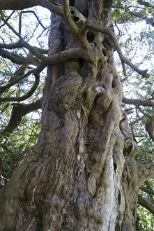 Ancient Yew Tree - predates the cristian church yard site and cliamed to be many thousands of years old - Crowhurst church yard sussex - UK