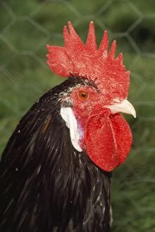 Ancona Chicken - Italian