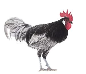 Comb Gallery: Andalusian Chicken Cockerel / Rooster