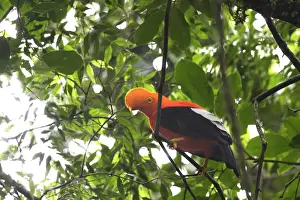 Andean Cock-of-the-rock - Male. Andes of Merida - Venezuela