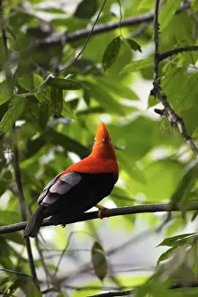 Andean Cock-of-the-rock - Male. Andes of Merida - Venezuela