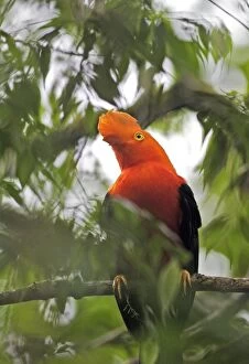 Images Dated 11th February 2005: Andean Cock-of-the-rock - Male. Andes of Merida - Venezuela
