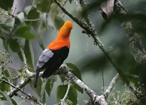 Andean Cock-of-the-Rock Merida area, Andes, Venezuela
