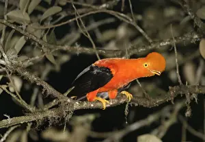 Andean Cock-of-the-Rock Merida area, Andes, Venezuela