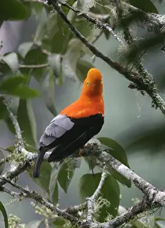 Andean Cock-of-the-Rock Merida area, Andes, Venezuela