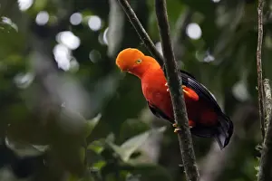 Andean Cock of the rock. Andes - Merida - Venezuela