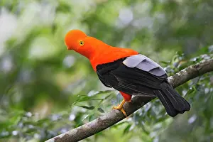 Orange Prints: Andean Cock of the Rock - male. Andes - Merida - Venezuela