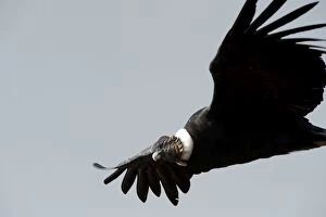 Images Dated 21st April 2011: Andean Condor