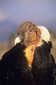Andean Condor - adult male