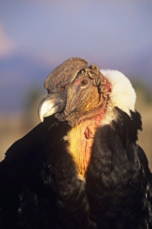 Images Dated 27th June 2007: Andean Condor - adult male