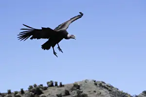 Condor Prints: Andean Condor. The Andes - Merida - Pico de Aguila (Eagle's Peak) - Venezuela
