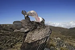 Andean Condor. The Andes - Merida - Pico de Aguila (Eagle's Peak) - Venezuela