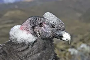 Andean Condor. The Andes - Merida - Pico de Aguila (Eagle's Peak) - Venezuela
