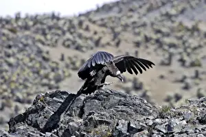 Andean Condor - Andes of Merida - Pico de Aguila - Venezuela
