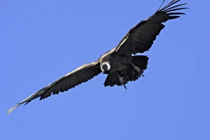 Raptors Collection: Andean Condor - in flight. Andes of Merida - Pico de Aguila - Venezuela