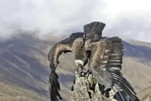 Andean Condor - in flight. Andes of Merida - Pico de Aguila - Venezuela