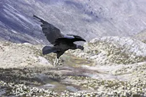 Andean Condor - in flight. Andes of Merida - Pico de Aguila - Venezuela
