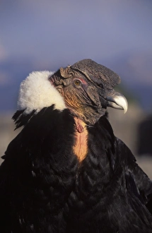 Images Dated 30th December 2005: Andean condor, male CL 442