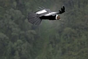 Andean Condor - male in flight (Vultur gryphus)