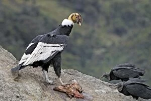 Andean Condor - male with prey (Vultur gryphus)