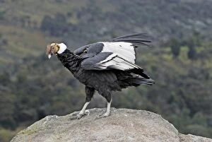Andean Condor - male (Vultur gryphus)