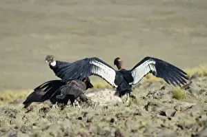 Condor Prints: Andean Condor Peru