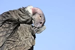 Andean Condor - preening