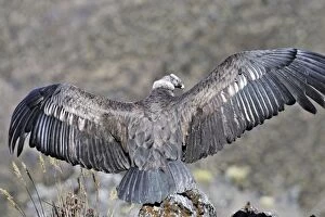 Andean Condor - back view with wings stretched out