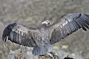 Condor Prints: Andean Condor - back view with wings stretched out