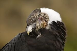Images Dated 11th November 2007: Andean Condor (Vultur gryphus), female, in Ecuador