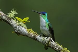 Andean Emerald, hummingbird, Las Tangaras Bird Reserve