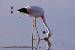 Andean Flamingo - adult feeding by stalking through