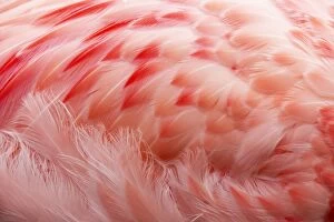 Andean Flamingo - Feathers